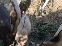 Kambing jantan, Goats — foto 4