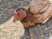 Chickens — foto 1