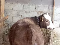 Mucca, Simmental cattle — foto 2