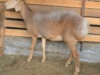 میش, Arashan sheep — عکس 3