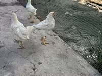 Chickens — الصورة 3