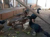 مسکوی خانگی — عکس 3