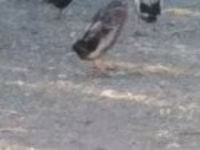 Ducks — 사진 1