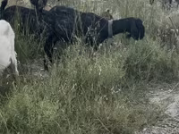 بکری, بکریاں — تصویر 4