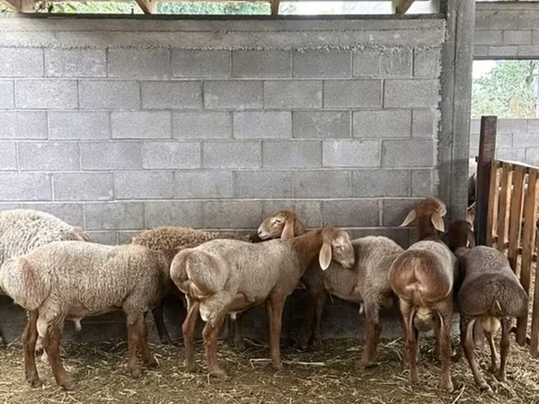 Ovce, Arashan sheep