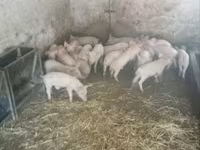 خنزیر (گروپ، جنس مذکور نہیں), سور — تصویر 1