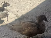 Ducks — foto 3