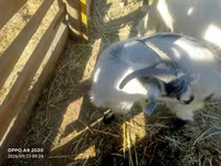 ፍየል, Goats — ፎቶ 7