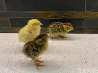 टेक्सास ए एंड एम — फ़ोटो 5