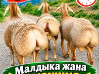 میش, Arashan sheep — عکس 1