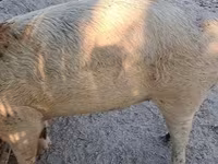 Babi betina, Pigs — foto 2