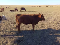 Lembu jantan, Kazakh White-headed cow — foto 7