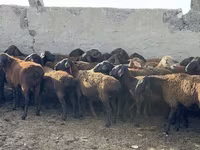 Baran, Owce — zdjęcie 3