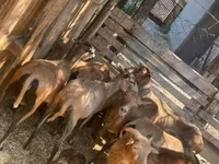 Oaie, Cameroon sheep — foto 5