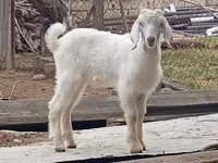 Țap, Damask goat — foto 4
