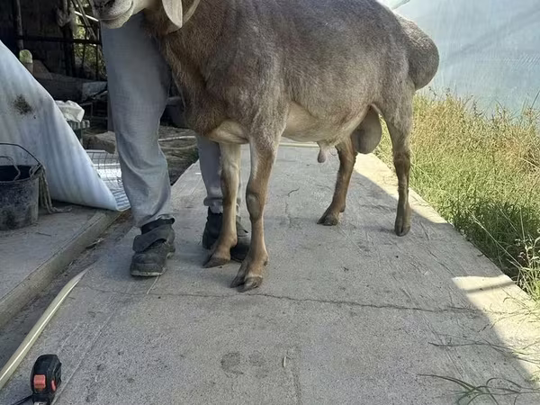 قوچ, Arashan sheep