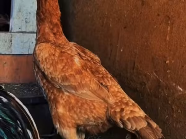 Chickens