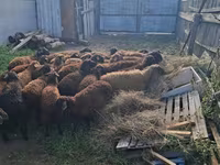 Berbec, Edilbay sheep — foto 5