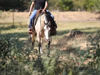Mare, Quarter Horse — photo 5