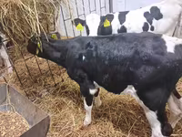 Bik, Russian Black pied cattle — fotografija 3