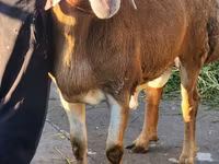 Vædder, Arashan sheep — foto 1