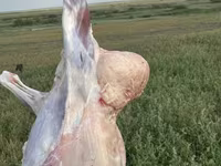 Schaf, Edilbay sheep — Foto 2