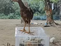 Chickens — foto 3
