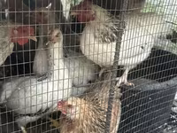 Chickens — 照片 4