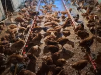 Chickens — zdjęcie 2