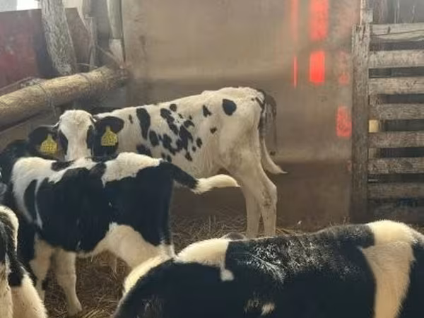 Bulle, Russian Black pied cattle
