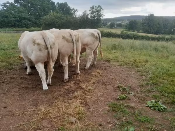 Charolais cattle