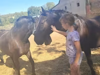 Kůň, Nonius horse — foto 4