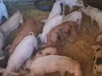Babi betina, Дюрок — foto 1