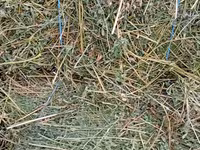 Vind baloti de lucerna70\ 40 lei  ,griu 3.5 lei/kg. fin40 lei — عکس 1