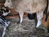 วัวตัวเมีย, Simmental cattle — รูปภาพ 1