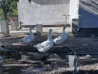 Geese — 사진 2