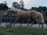 فرس, Quarter Horse — الصورة 7