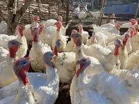 Turkeys — photo 1