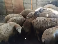 Biri-biri (lot, jantina tidak dinyatakan), Sheep — foto 1