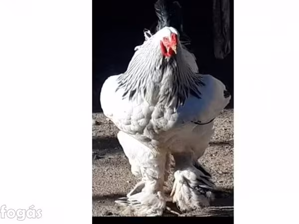 Брахма