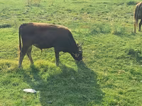 Bulle, Aberdeen-Angus — Foto 6