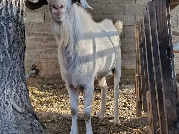 Ziegenbock, Saanen goat