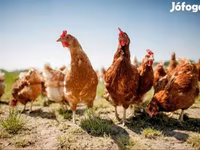Chickens — รูปภาพ 2