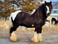 Kuda betina, Gypsy horse — foto 7