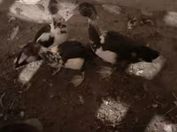 Domestic Muscovy — φωτογραφία 3
