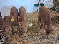 Býk, Simmental cattle — foto 8