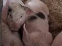Babi betina, Pigs — foto 2