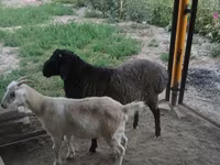 قوچ, گوسفند — عکس 3