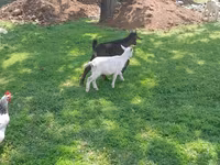 Cabro, Cabras — foto 3