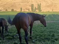 ፈረስ, Horse breed — ፎቶ 4